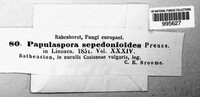 Microthecium sepedonioides image
